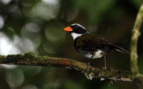 Black Birds with Orange Beaks